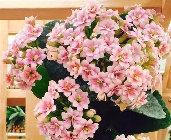 江西大余把好&ldquo;三關(guān)&rdquo;切實(shí)推動(dòng)花卉進(jìn)家庭