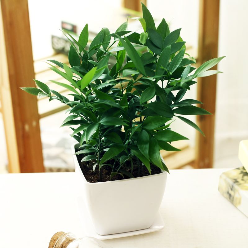 新時代園林植保當有新作為