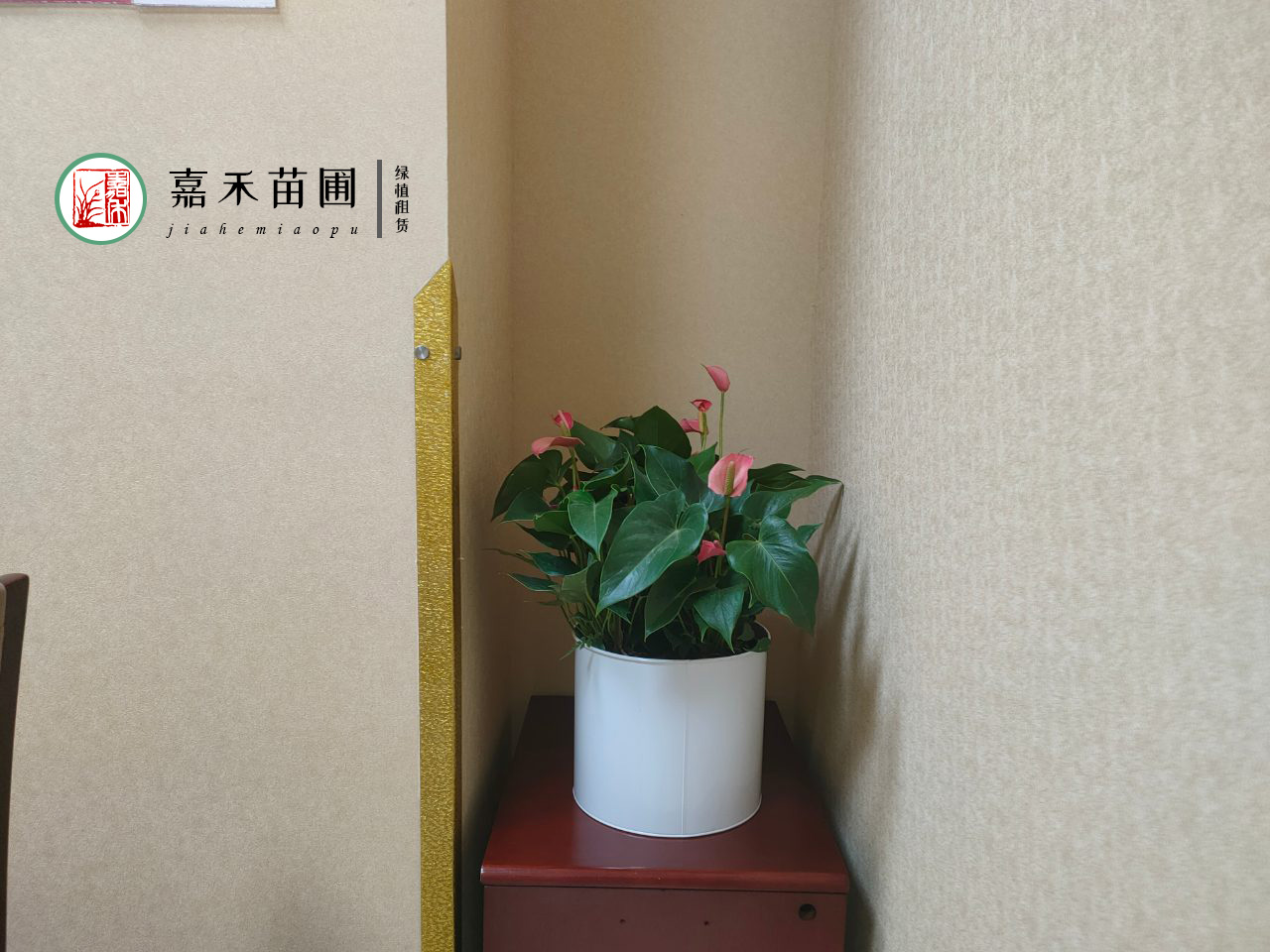 西安醫(yī)院花卉租賃哪家好？