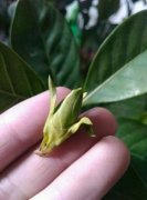 花苞掉了，趕緊這么做