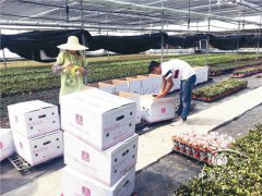 云南小盆花銷(xiāo)售講&ldquo;時(shí)間差&rdquo;