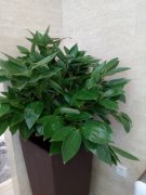 花卉租擺的顏色和味道對家居風水的影響