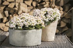 品種推新應用創(chuàng)新 小盆花種苗市場出現(xiàn)新動向