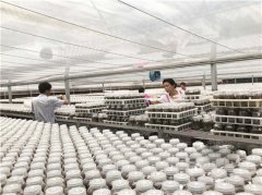 福建泉州高品質(zhì)金線蓮種苗供不應(yīng)求