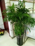 綠植租擺清新自然，為人們帶來(lái)綠色生活體驗(yàn)