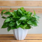 醫(yī)院的租擺草花盆栽不見(jiàn)長(zhǎng)怎么辦？