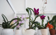 醫(yī)院盆栽租賃花卉巧換土的竅門，你知道多少？