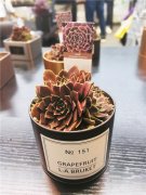 盆花包裝資材未來(lái)怎么玩？ &ldquo;創(chuàng)新&rdquo;是關(guān)鍵家庭