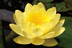 醫(yī)院花卉租擺的睡蓮和荷花的區(qū)別