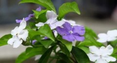 醫(yī)院花卉租賃的雙色茉莉什么時候換盆