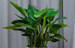 這種花卉能吸福，種植方法簡單，要不要養(yǎng)一株