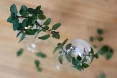 用小玻璃瓶水培生根的薄荷，養(yǎng)成窗臺(tái)的精致盆