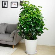 養(yǎng)花人必學(xué)的追肥知識(shí)，不學(xué)，后悔哦！