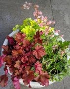 6種耐陰植物，葉子比花還好看，光線不好也能長(zhǎng)