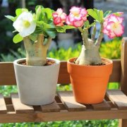 沙漠玫瑰過冬難？學(xué)會(huì)一個(gè)竅門 不怕凍 明年繼續(xù)