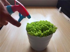 供暖開始后養(yǎng)花千萬要注意這幾點(diǎn)！