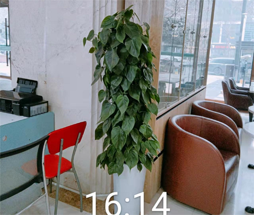 西安醫(yī)院花卉綠植租賃方案！