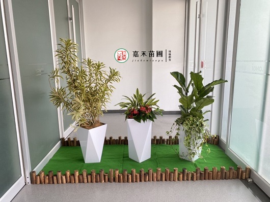 西安醫(yī)院綠植租賃服務(wù)公司|西安嘉禾苗圃