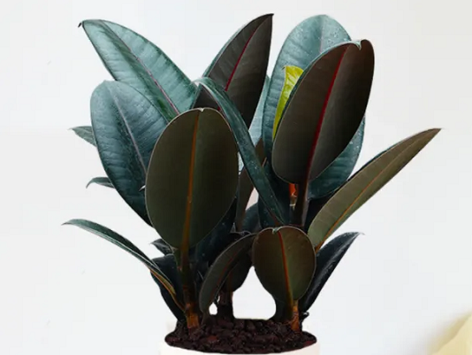 西安綠植租賃推薦案例|西安嘉禾苗圃