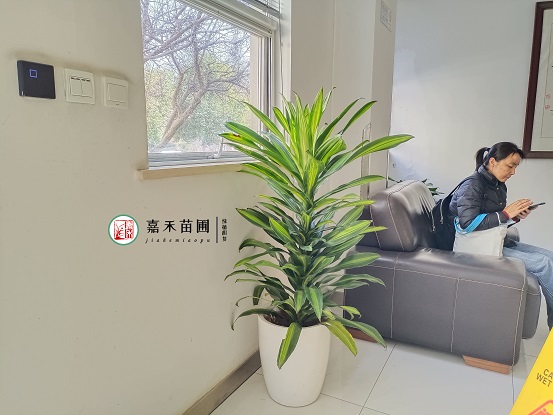 醫(yī)院綠植租賃電話|15202909185西安嘉禾苗圃 醫(yī)院綠植租賃電話|15202909185西安嘉禾苗圃