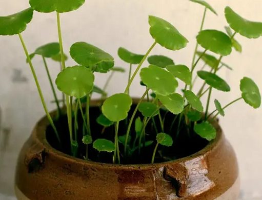 銅錢草葉片發(fā)黃、葉尖干枯？2個&ldquo;妙招&rdquo;重獲生機！