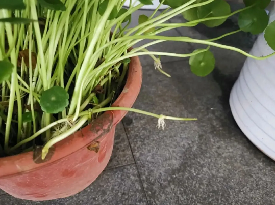 銅錢草葉片發(fā)黃|西安嘉禾苗圃