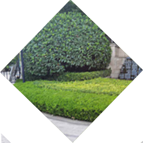小區(qū)綠化養(yǎng)護(hù)