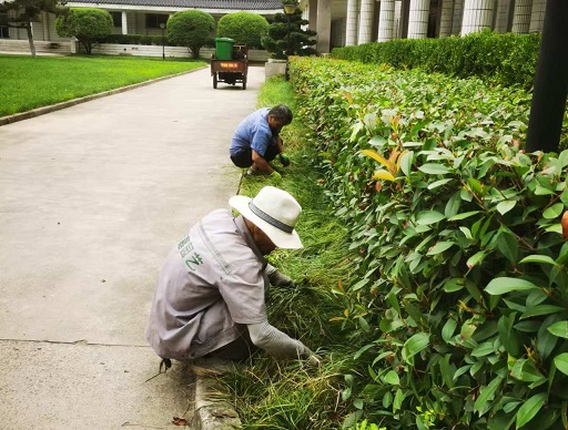 夏季小區(qū)綠化養(yǎng)護常見病蟲害防治