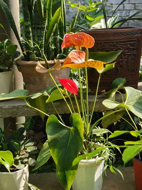 紅掌的養(yǎng)殖方法和注意事項，記住4招，花開爆盆！