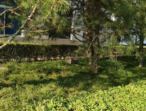 麥冬草的秋季養(yǎng)護知識