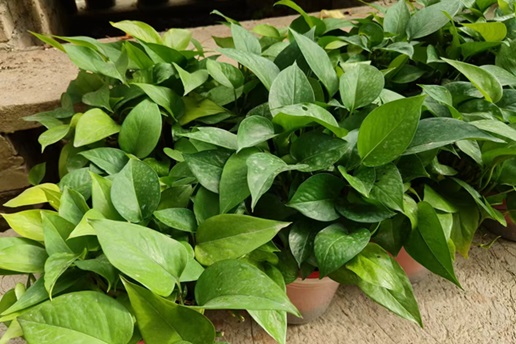 綠蘿的養(yǎng)殖方法和注意事項：陜西嘉潤園林