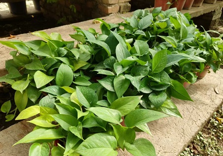 綠蘿的養(yǎng)殖方法和注意事項：陜西嘉潤園林