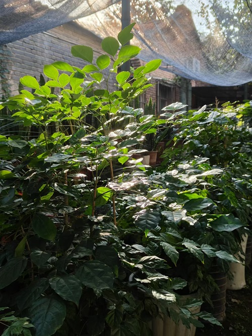 幸福樹怎么養(yǎng)？幸福樹的養(yǎng)殖方法和注意事項