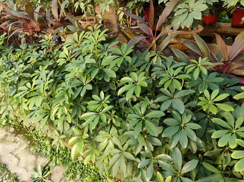 鴨腳木的養(yǎng)殖方法和注意事項