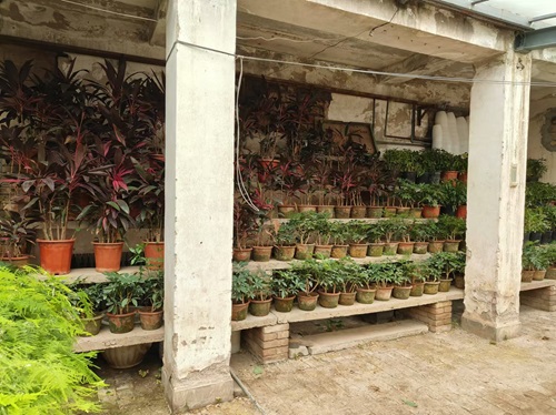 冬季花卉的養(yǎng)護與管理