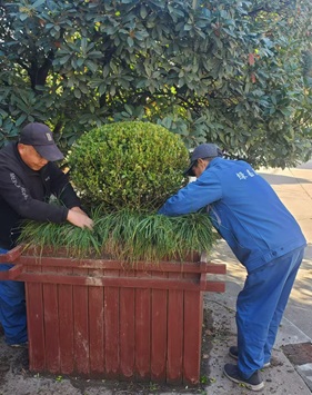 帶你識樹   黃楊