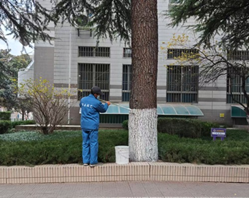 樹木為什么要涂白漆