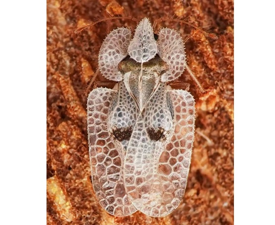 懸鈴木方翅網(wǎng)蝽的發(fā)生特點與防治對策