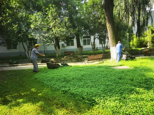 不同園林植物，秋季修剪時的修剪方法各有不同，你修剪對了么？