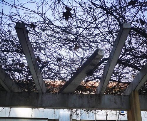 陜西嘉潤(rùn)園林