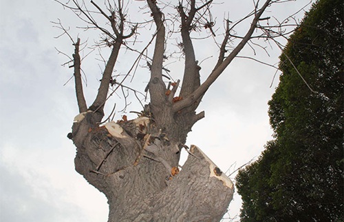 冬季樹木怎樣截枝